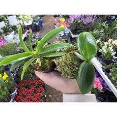 (세자매꽃집) 대엽 풍란 소엽 풍란 세트, 1개