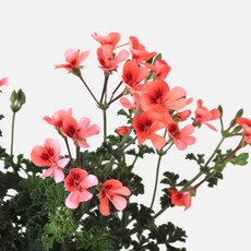 마이플랜트 오렌지랜디 제라늄 중형 야생화 꽃모종, 1개