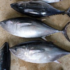 국내산 생물 통 참다랑어 4kg급, 1개, 4kg 급