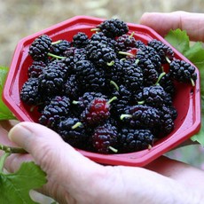 [팔톤상회] 은은하게 달달한 디저트용 토종 오디 특품 (급냉) 2kg, 1개