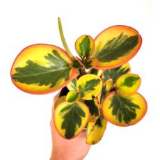 아이린페페 희귀식물 그늘 음지 거실 페페로미아 키우기 실내공기정화식물