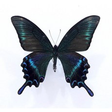 蝴蝶標本A1 深山烏鴉鳳蝶 展翅10 11CM 中國產 昆蟲標本, 已展翅成品