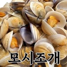 [장씨네] 서해 고창 동죽조개 백생합 바지락 모시조개, 1개, 모시조개 1kg