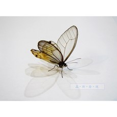 蟲新發現 蝴蝶標本A1 透翅蝶生態展翅 DIY科學實驗套件 親子互動學習, 1個