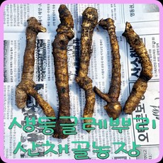 모종이야기 생둥글레 뿌리 식용둥글레생뿌리 1kg, 1개