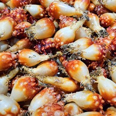 횟감용 활멍게 1kg(5~9미), 1개, 1kg