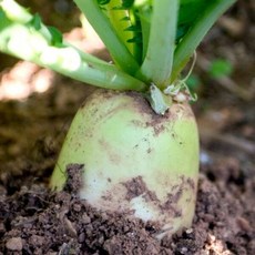 무 국내산 세척무 5kg내외 김장무 제주무 월동무 고랭지 무 흙무 가정용 업소용 초신선 식자재, 1개, 무(세척무)_5kg내외(2개-4개)
