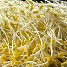 국내 재배) 황금메밀순 노랑 메밀순 가니쉬, 1개, 500g