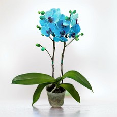 나만의화원 호접란 호접란아바타 블루계열 서양난 서양란 화초, 1개