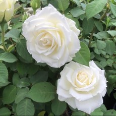 阿姆斯特丹7-8吋盆栽典雅玫瑰：花朵碩大、高心型、四季開花、微香, 1件, 白色