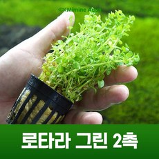 미미네아쿠아 초보 수초 키우기 로타라 그린 2줄기, 1세트