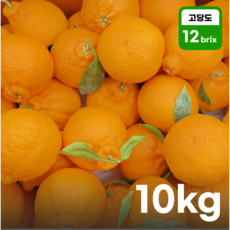 [귤수저] 제주 고당도 한라봉 산지직송 신선 과일 선물, 10kg, 1개