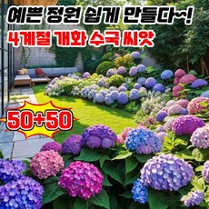 [개화기 길다~!] 50/100/200알 수국 씨앗 수국 생화 모종 종자 봄파종 꽃씨앗 가든플라워 정원 화단, 100개