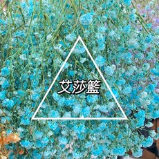 艾莎籃 進口大朵滿天星乾燥花材 專業水染居家裝飾攝影道具, 艾莎籃,20克/小束