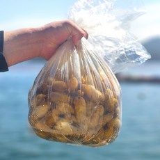 통영 생물 오만둥이 / 국내산 신선 산지직송 / 당일수확 제철해산물, 1세트, 1kg