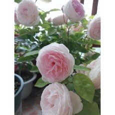 【花量大】粉妝樓（玉玲瓏）7-8吋盆，超愛來花的矮壯蔓性強香，適合陽台種植，永遠矮壯, 1個, 7-8吋盆