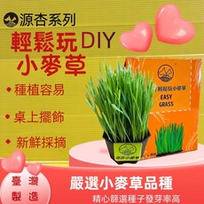 四寶的店源杏 輕鬆玩 小麥草 一盒2盆入 養生 草本 優質小 蔬菜麥苗 葉綠素 種植盒 辦公觀賞盆栽, 1個, 輕鬆玩 小麥草 一盒2盆入{橘盒}