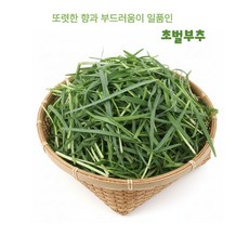 십이계절 약부추 노지 초벌부추 노지정구지 햇부추 제철 국내산, 500g, 1개