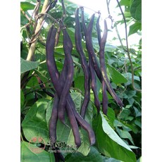 【野菜部屋】J17 紫雪紫莢敏豆種子 四季豆 莢柔嫩無纖維 口感佳, 1包
