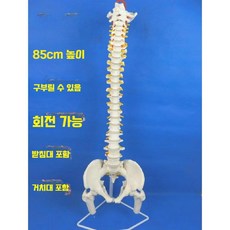 척추 모형 인체 요추 골반 대퇴골 뼈모형 병원 모델 교육용, 1개, 6. 골반 + 대퇴골두 포함 회전 변위 가능