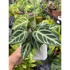 霏霏園藝 水晶花燭 4吋盆栽, 1個