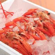 울진 후포항 붉은대게3kg(11미내외), 1개