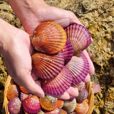 통영 홍가리비 제철 조개 가리비, 1개, 홍가리비 2kg (50미내외)