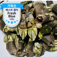 거제도 자연산 거북손 생물 신선 산지직송, 1kg