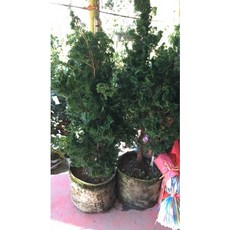 霏霏園藝 青檜盆栽 1尺美植盆栽