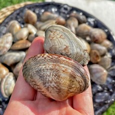 당일조업 싱싱하고 맛있는 국내산 통영 활 왕바지락 2kg, 1개