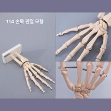 어깨뼈 모형 견갑골 신체 교육 힘줄 외과 어깨관절, 114 손목 관절, 1개