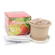 [논산딸기마을] 딸기 키우기 재배세트 (5p) 식물재배키트 만들기