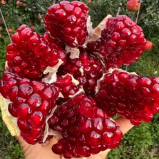 [직수입프리미엄] 영양과즙가득 신선한 고당도 석류, 1개, 꼼꼼선별 중과 2.5kg (6~7과)