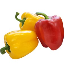 국내산 특품 파프리카 빨강 노랑 혼합, 1개, 파프리카_500g