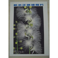 防水燈箱片 A4 X 20張, 防水正噴燈箱片 A4 X 20