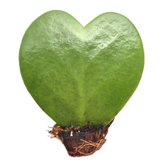 피움뜰 하트호야 호야케리 하트선인장 키우기 - 공기정화 전자파차단 키우기쉬운 다육이, 하트호야(소) 5cm 이하, 1개