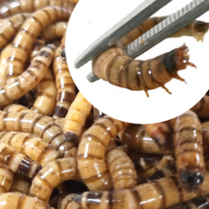 밀웜나라 슈퍼밀웜 대 도매 1kg 약 1.500마리