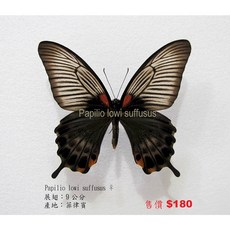 蝴蝶標本A1 Papilio lowi suffusus 展翅9CM 菲律賓產 昆蟲標本, 未展翅乾貨