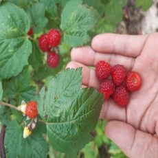 순창 산딸기 흑산딸기 생과 급냉 냉동산딸기 라즈베리, 1박스, 3kg(냉동)