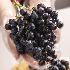 [20브릭스] 농산애 프리미엄 씨없는 블랙 세이블 포도, 1박스, 5kg