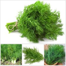 허브 딜 생잎 100g (Dill) 향신료, 1개