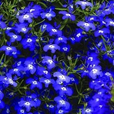 파종후 두달이면 개화하는 봄꽃 55종 선택구매 (2/2), 1개, 42. 로벨리아 코발트블루 50립