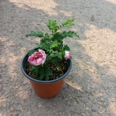 해당화/인가목(분홍겹)1개, 1개