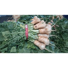 여수 알타리무, 1개, 3kg