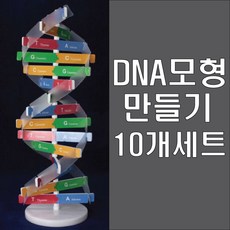마루 DNA모형 만들기 10인세트, 10세트