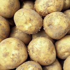 국내산 수미 하지 감자 햇감자, 1개, 5kg (중)