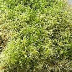 수상 재배용 생수태 10x10cm 면적 팔루다리움 비바리움 테라리움, 1개