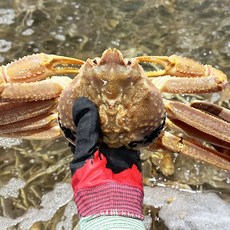 [더리얼파머스] 러시아 대게 자숙대게, 1개, 자숙 B급 3kg (수율 60-70%내외)