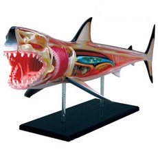 상어해부모형 내장 뼈 장기구조 실습 교구 해부 골격, 고양이/오렌지, 1개