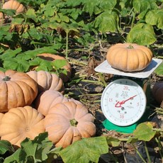 허니데이 늙은호박 3kg 친환경 무농약 맷돌 노란 호박, 1개